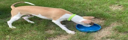 Italian Greyhound dogs for sale: Mr green - Ad 3