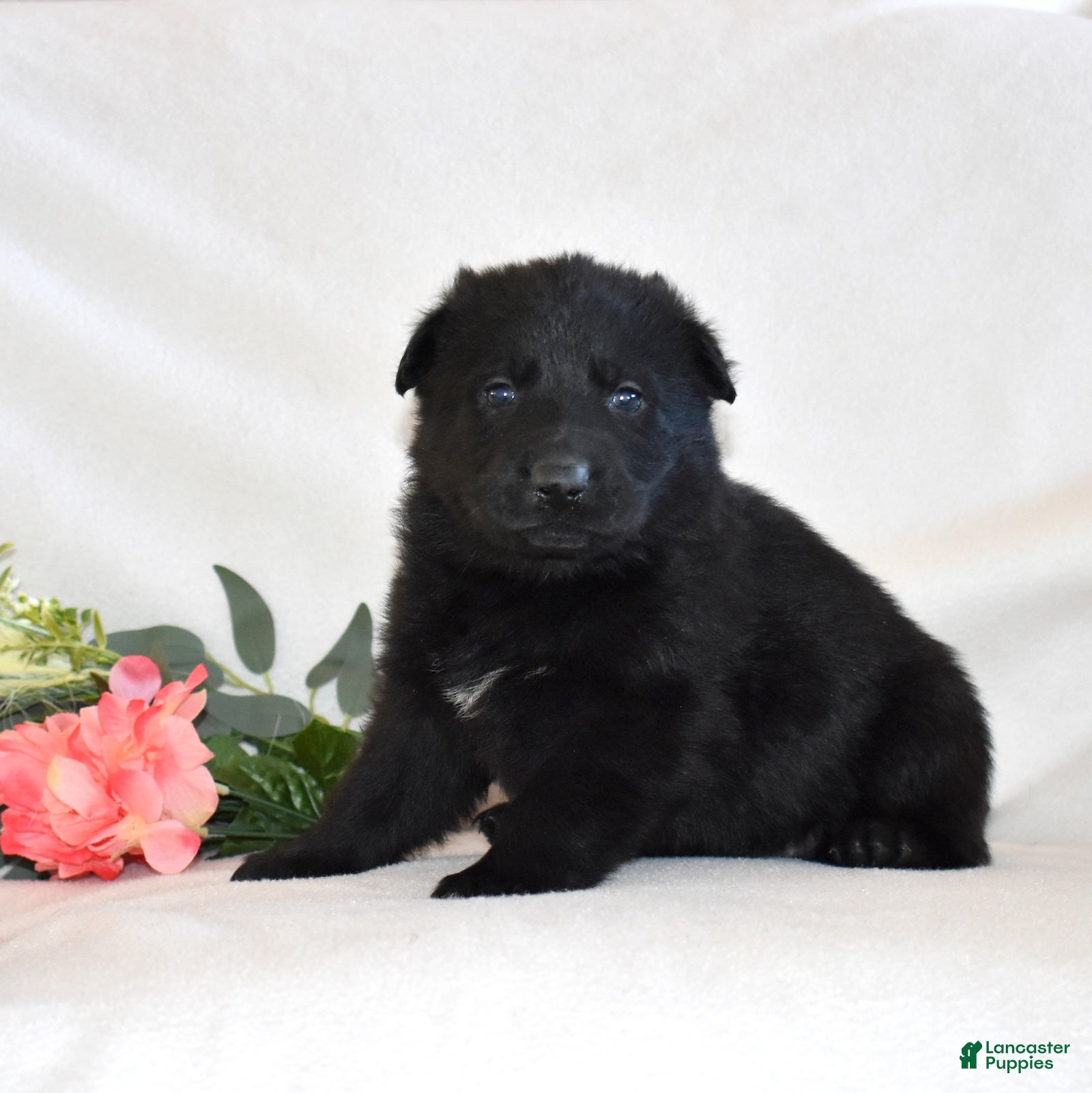 German Shepherd dogs Star - Ad 7