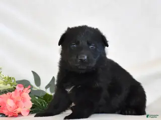 German Shepherd dogs Star - Ad 7