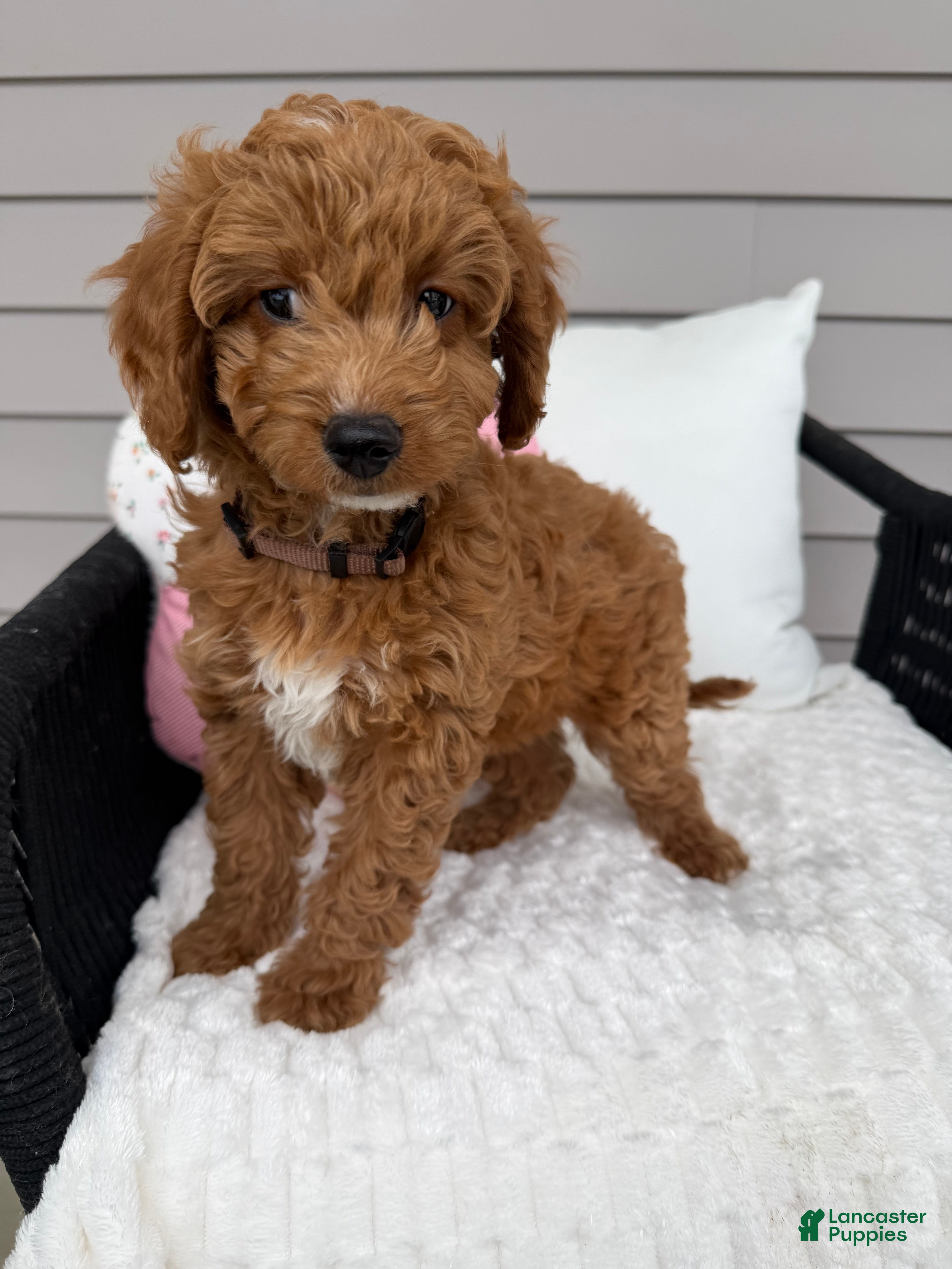 Mini Goldendoodle dogs Cocoa - Ad 1