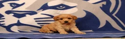 Mini Goldendoodle dogs for sale: Tyler - Ad 2