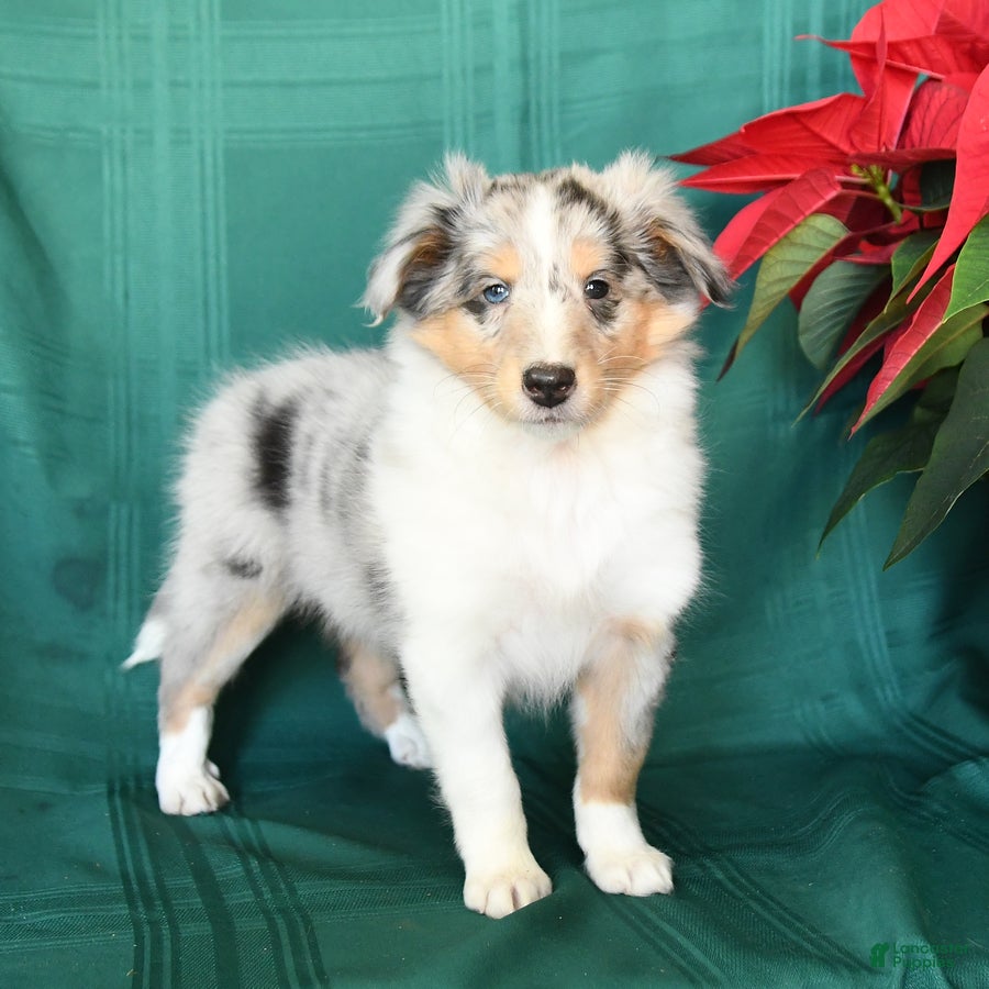 Shetland Sheepdog dogs Mandy - Ad 11
