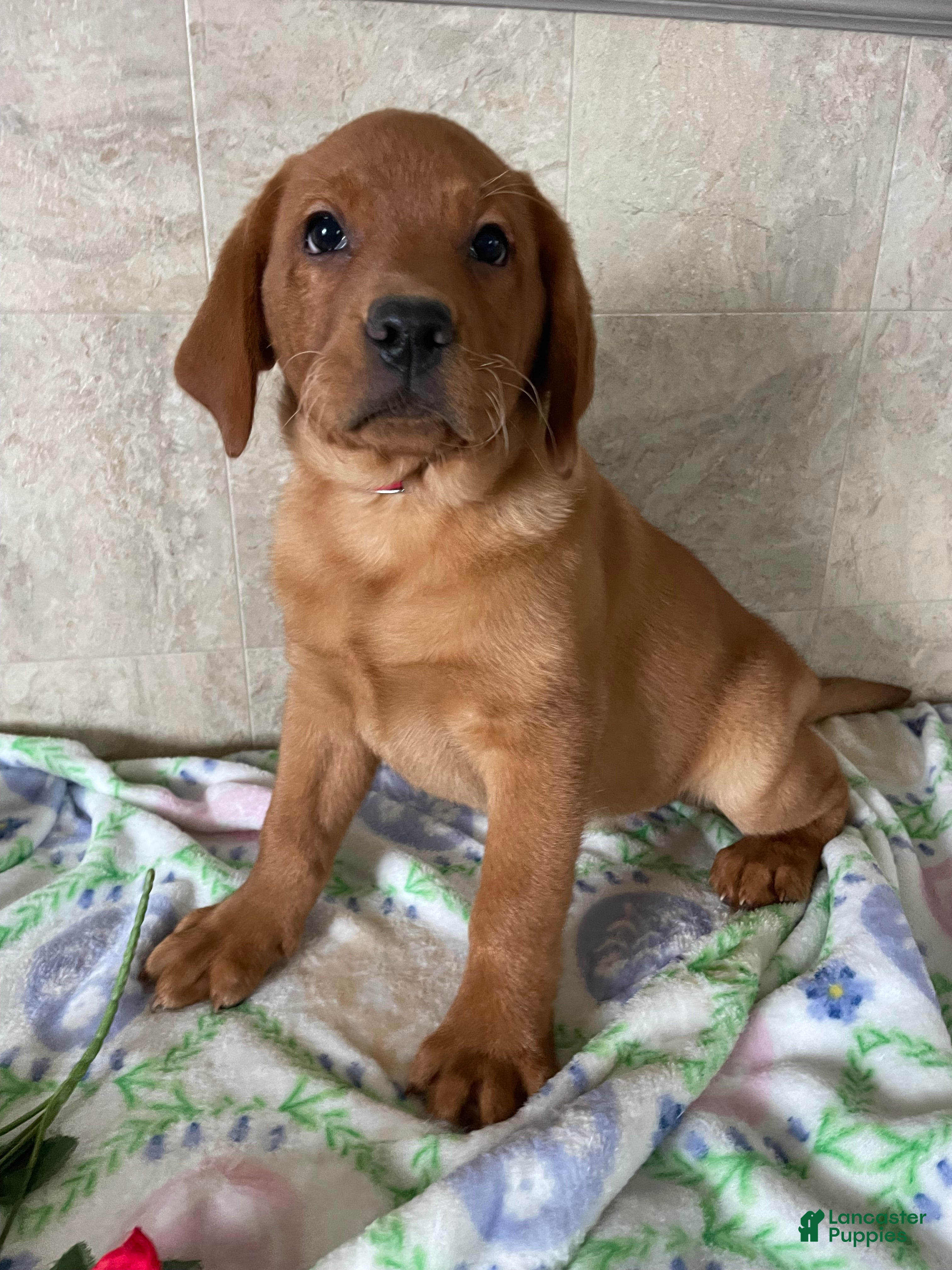 Labrador Retriever dogs Bolt - Ad 21