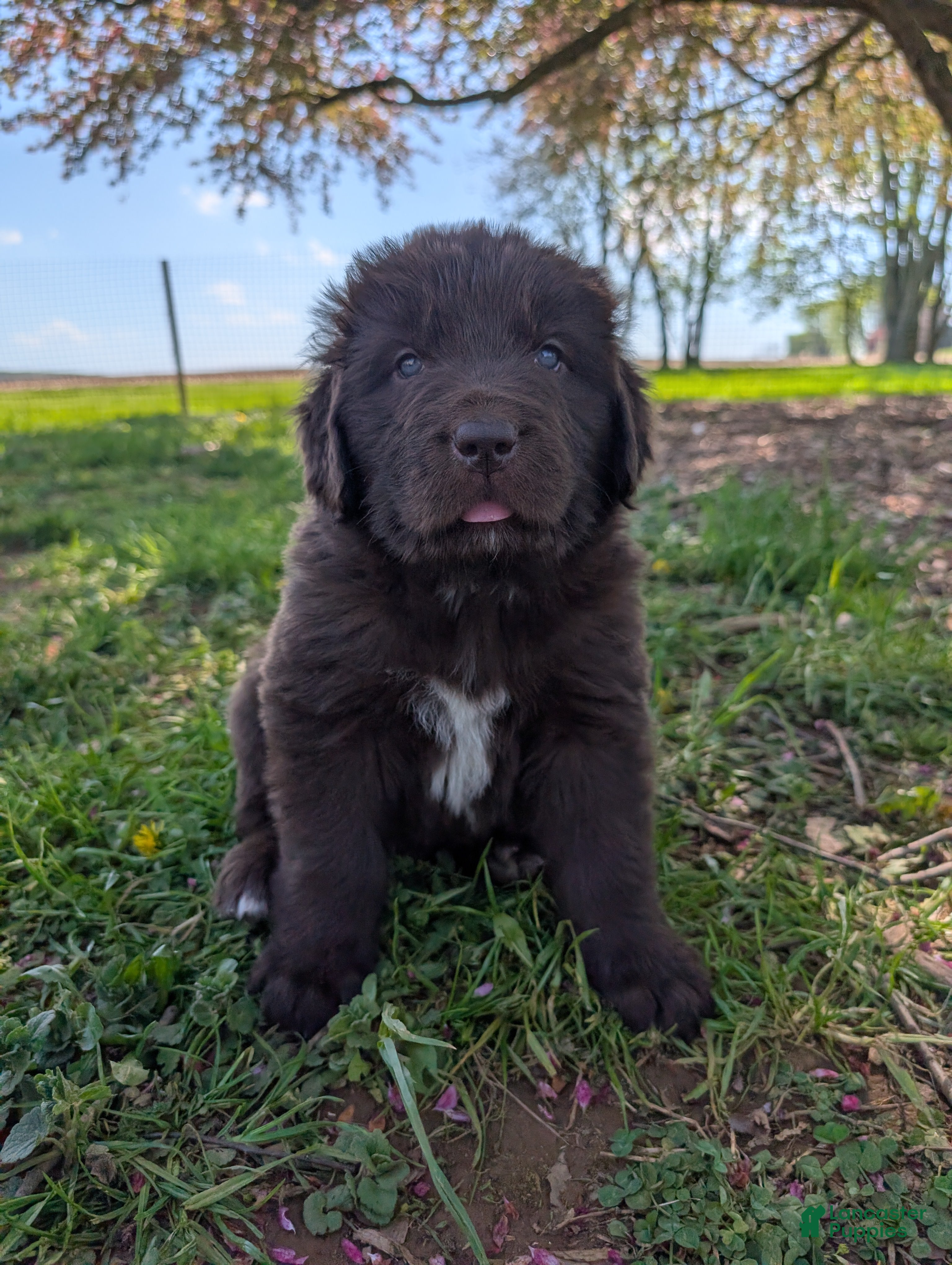 Newfoundland dogs Harper - Ad 19