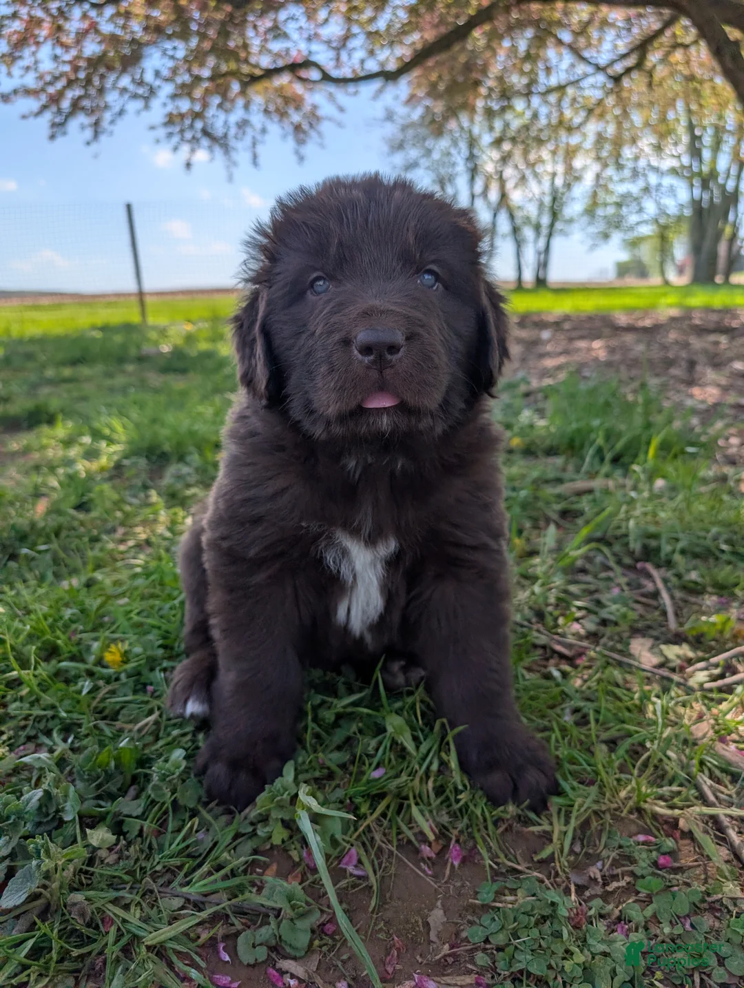 Newfoundland dogs for sale: Harper - Ad 1