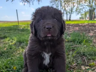 Newfoundland dogs Harper - Ad 19