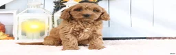 Mini Goldendoodle dogs for sale: Mason - Ad 3
