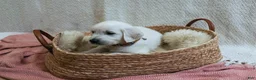 Golden Retriever dogs for sale: Clove - Ad 3