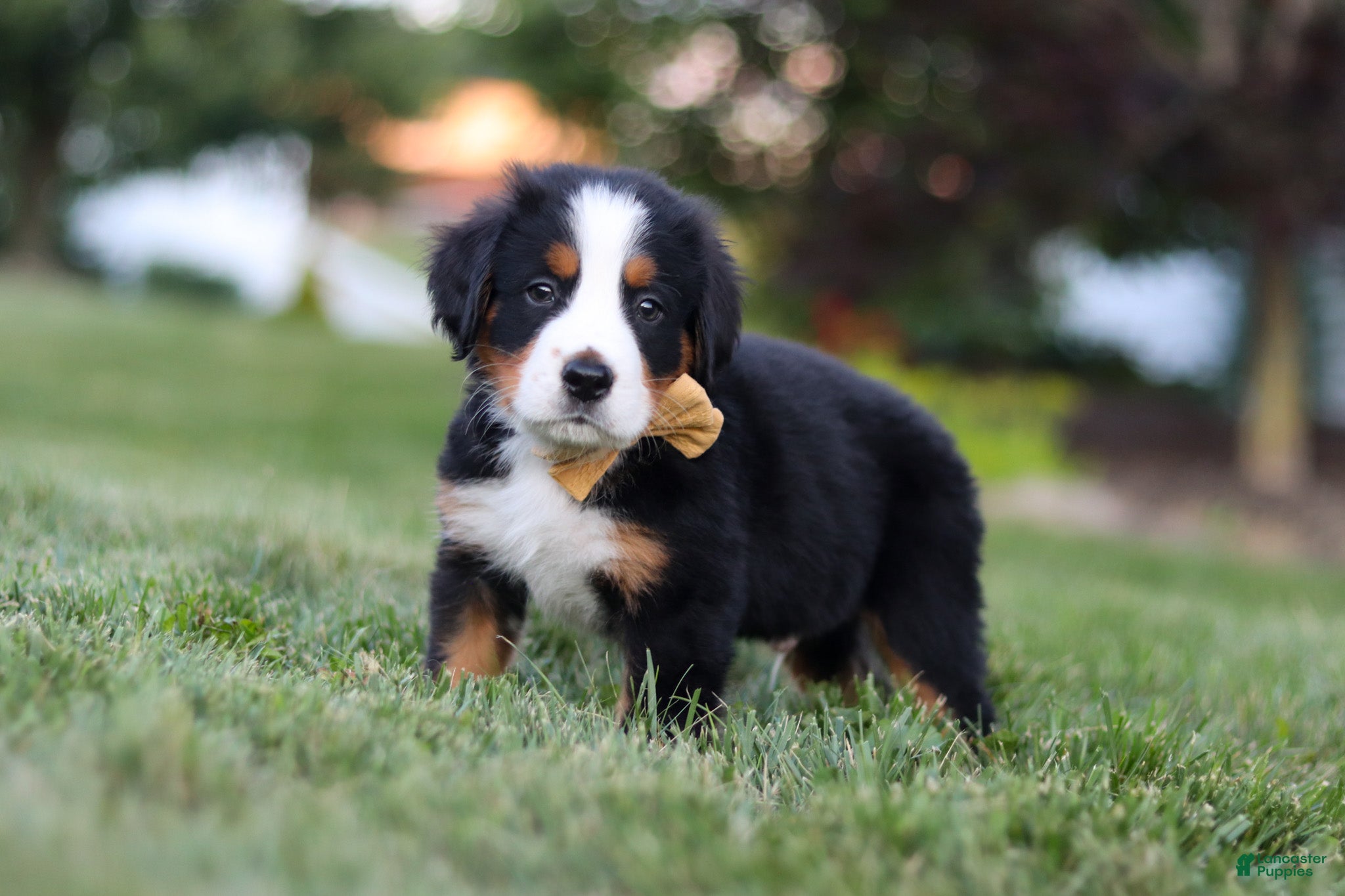 Bernese Mountain Dog dogs Denali - Ad 2