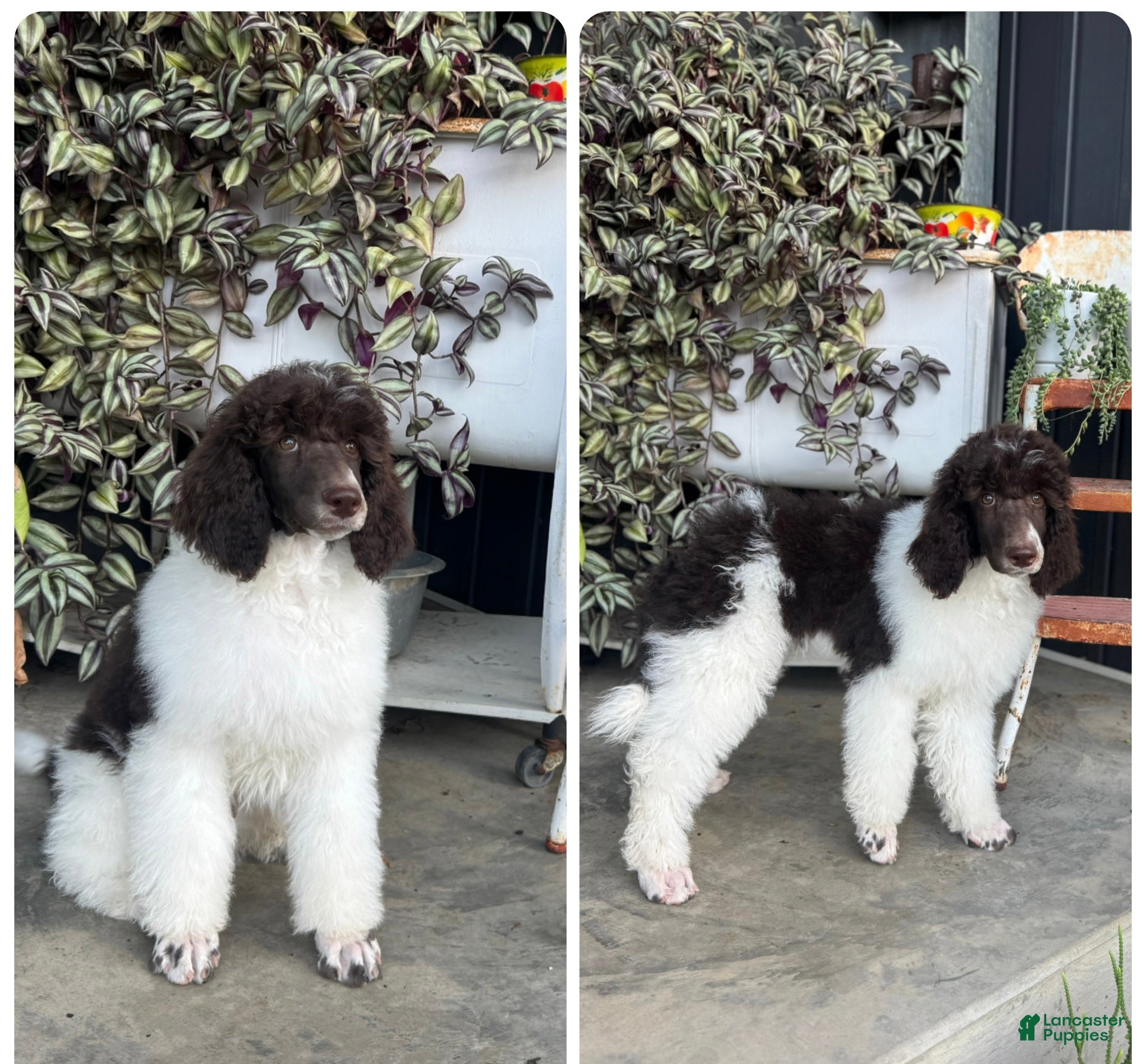 Standard Poodle dogs Gravel Road - Ad 2