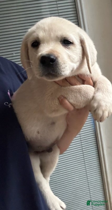 Labrador Retriever dogs for sale: Bentley_Male - Ad 5