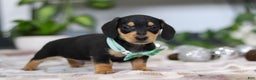 Miniature Dachshund dogs for sale: Blake - Ad 2