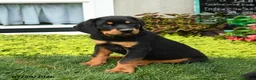 Rottweiler dogs for sale: Bruno - Ad 5