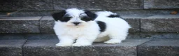 Havanese dogs for sale: Libby Havanese  - Ad 5