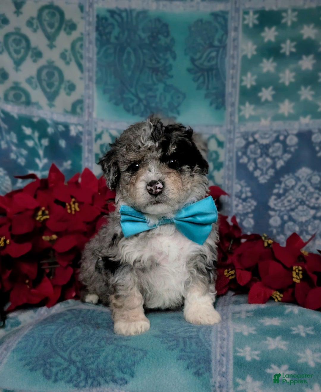 Mini Bernedoodle dogs for sale: Ashburn Hypoallergenic Ready for Christmas - Ad 3