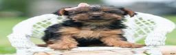 Yorkshire Terrier dogs for sale: Miki - Ad 11