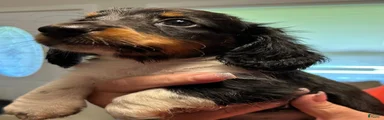 Dachshund 1