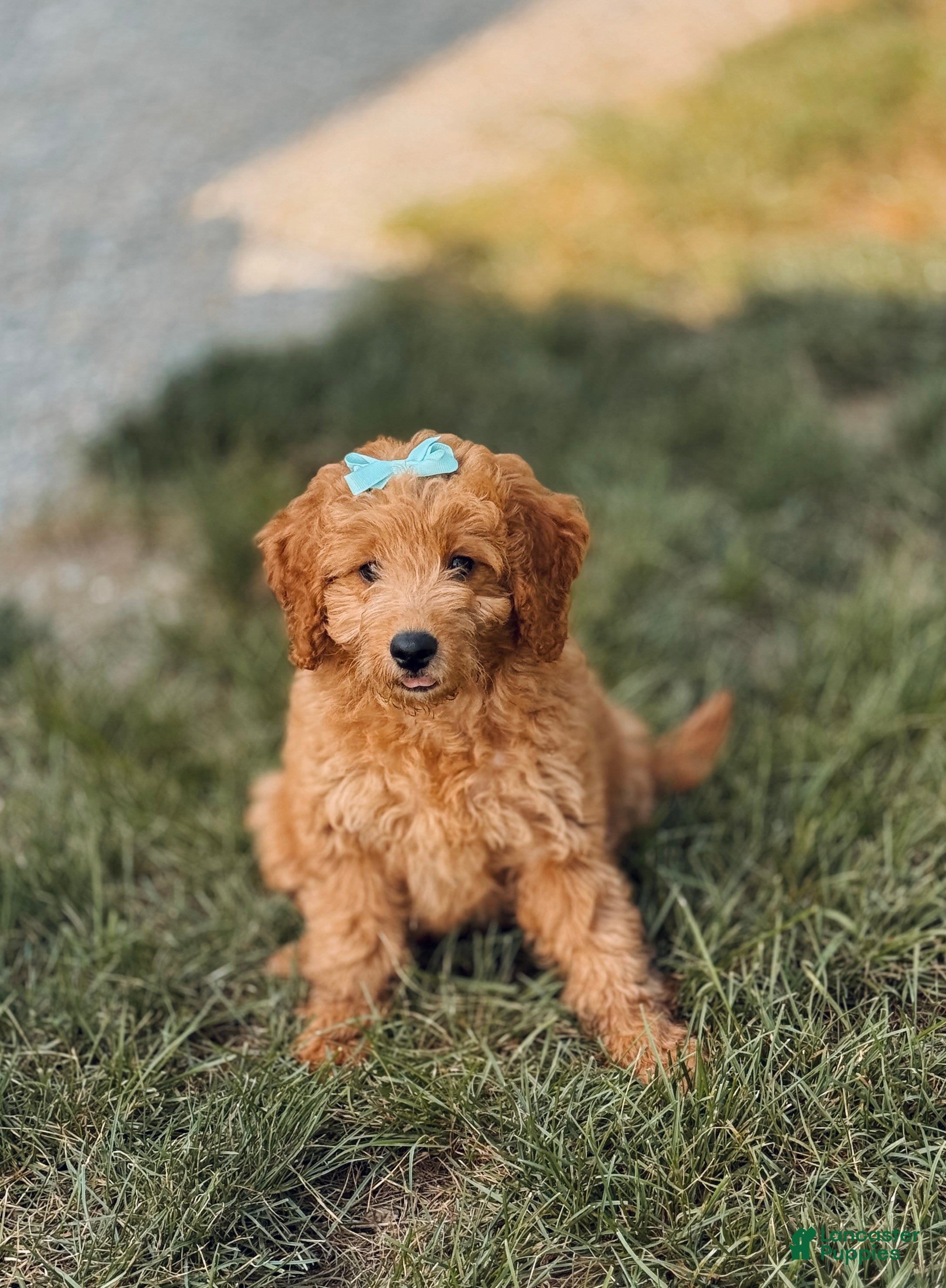 Mini Goldendoodle dogs Susie  - Ad 1