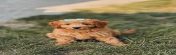 Mini Goldendoodle dogs for sale: Susie  - Ad 1