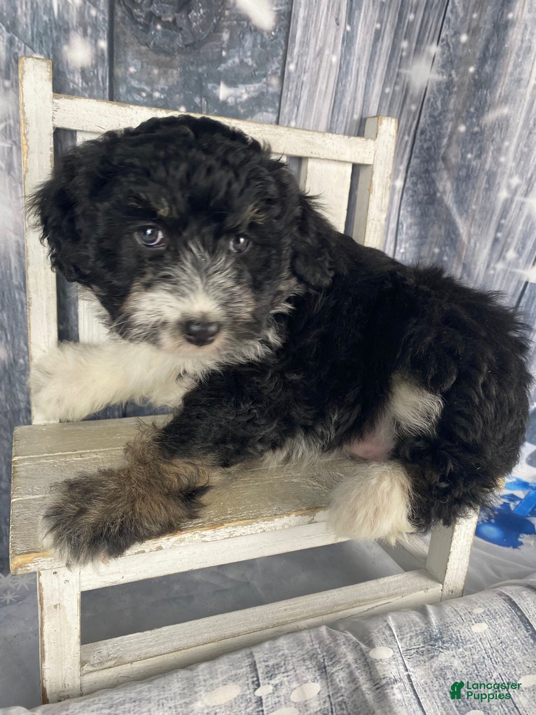 Aussiedoodle dogs for sale: Bella - Ad 15