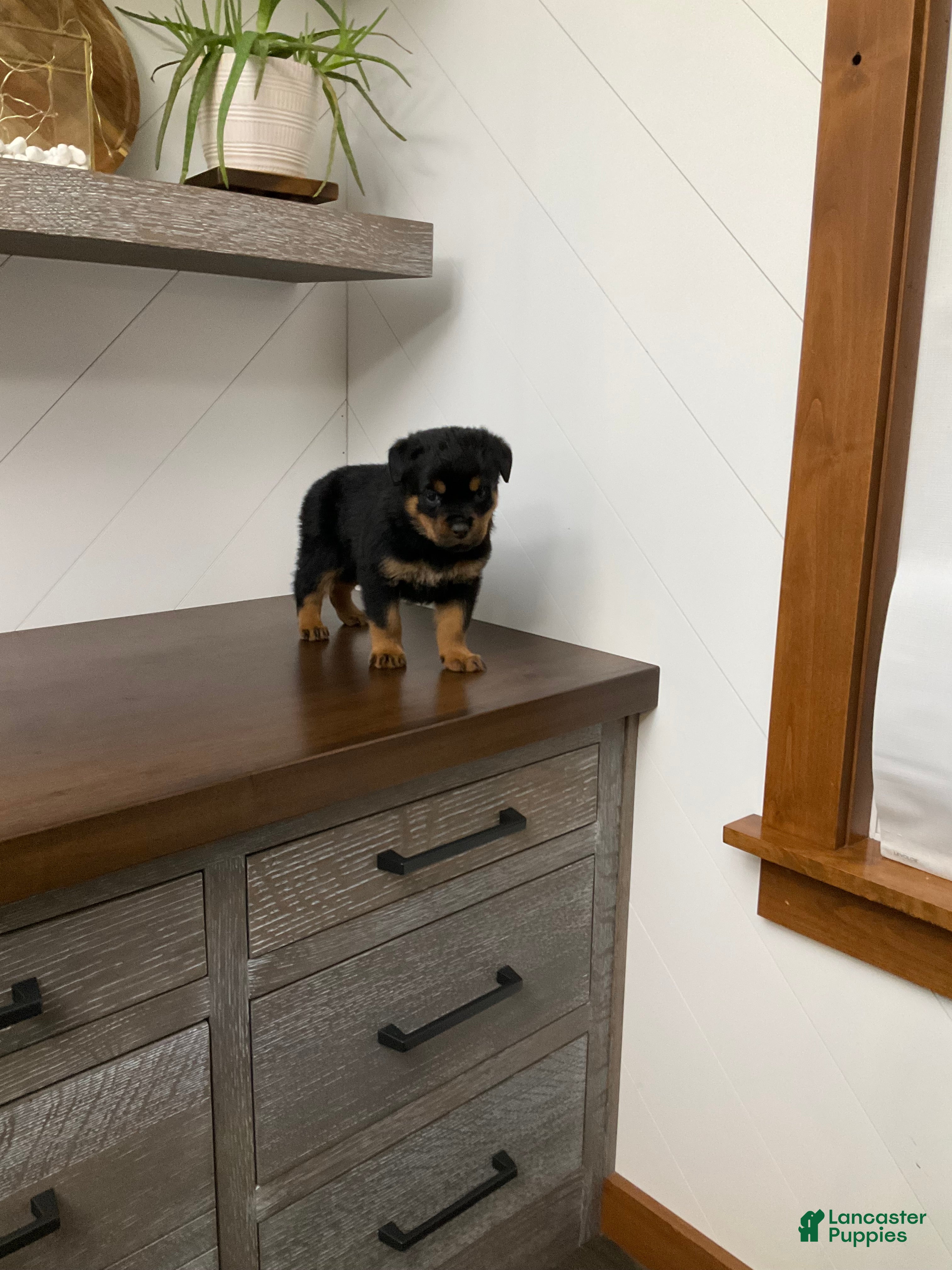 Rottweiler dogs Rottweiler Puppy 1 - Ad 2