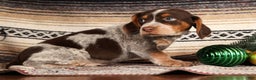 Beagle dogs for sale: Comet - Ad 5