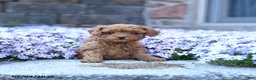 Toy Poodle dogs for sale: Lilly - Ad 2