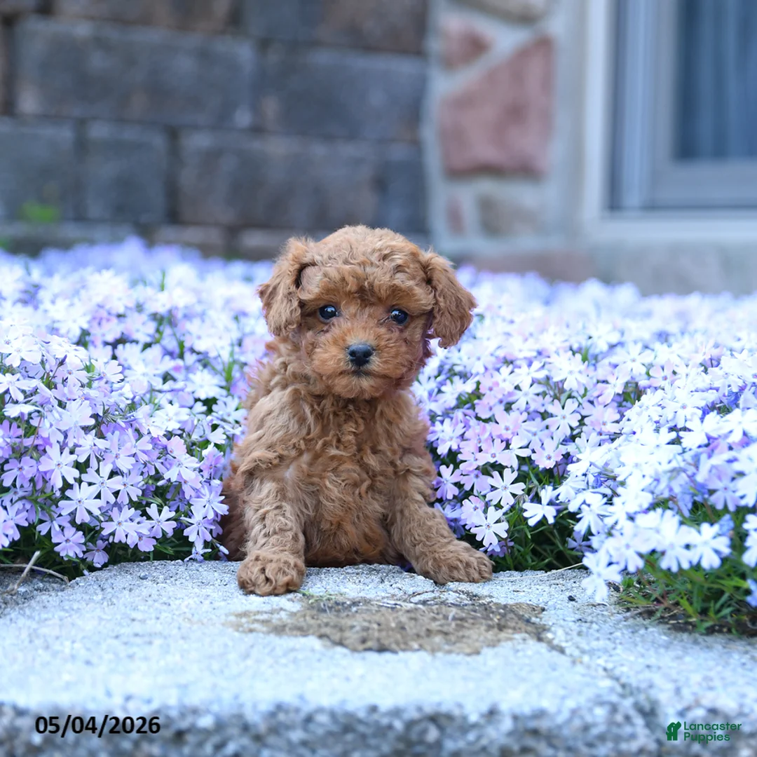 Toy Poodle dogs for sale: Lilly - Ad 2