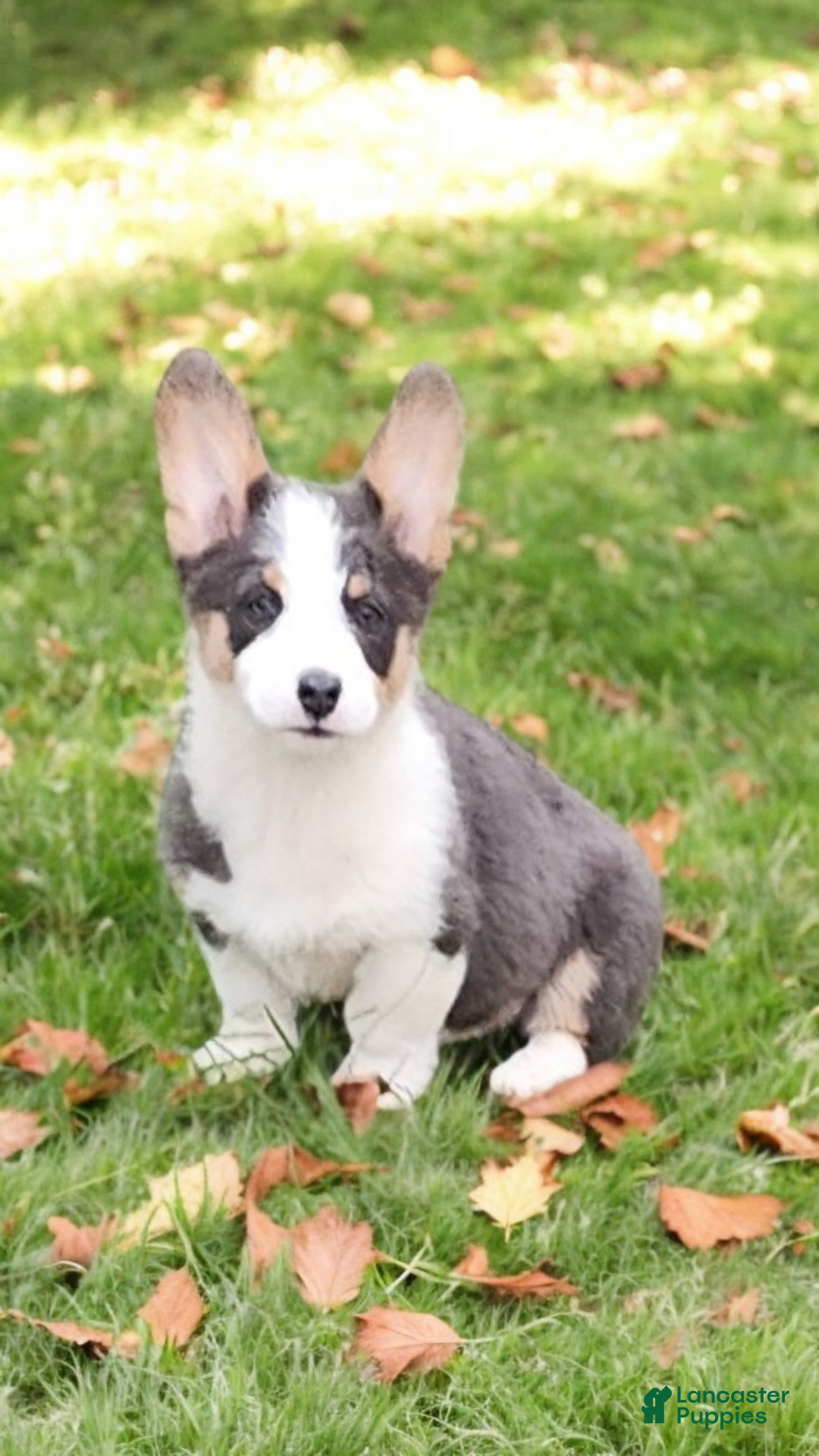 Welsh Corgi Pembroke dogs for sale: Arnie Bluie - Ad 16