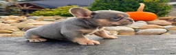 French Bulldog dogs for sale: Turbo - Ad 4