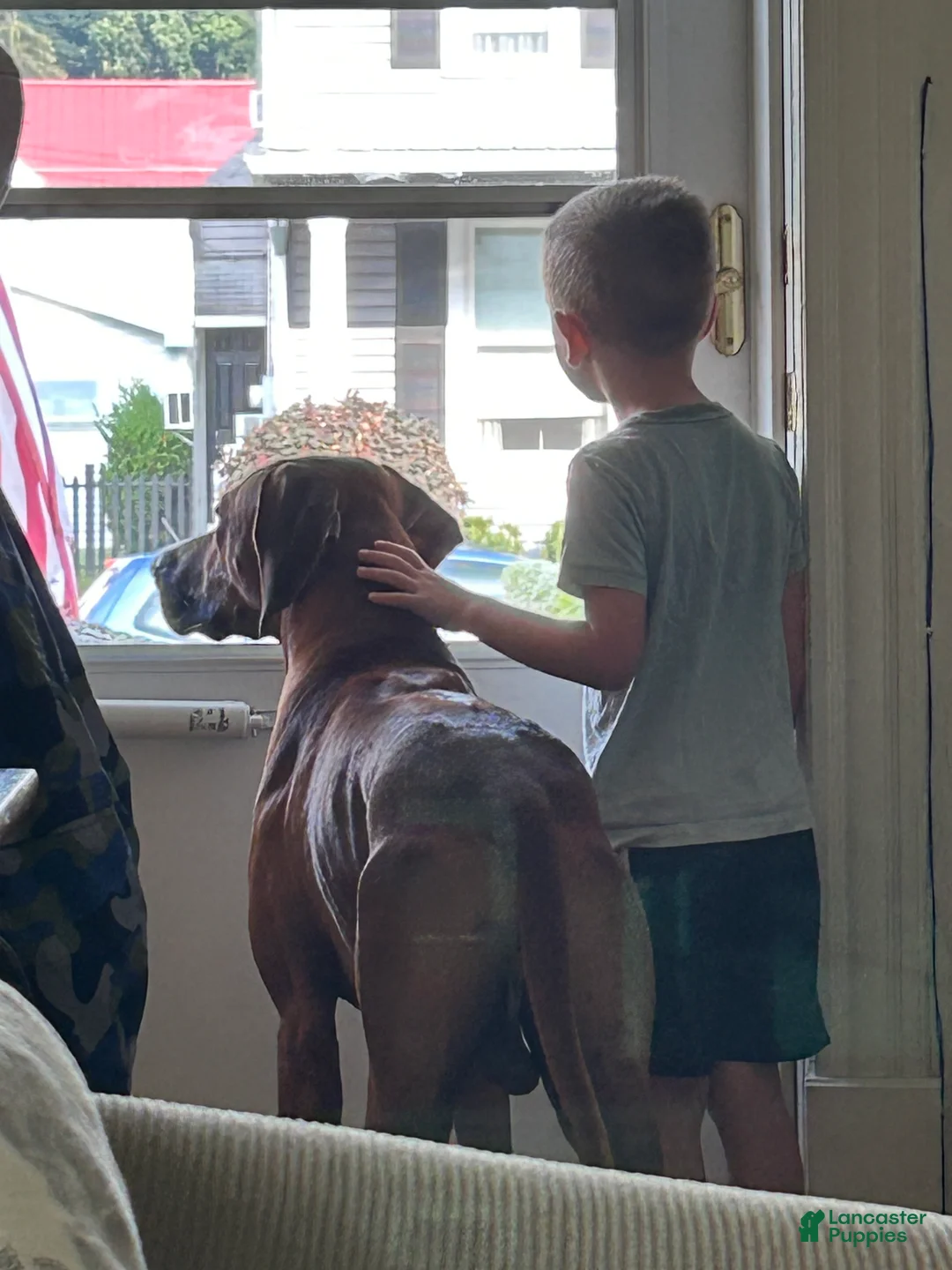 Rhodesian Ridgeback dogs for stud: Archer - Ad 5