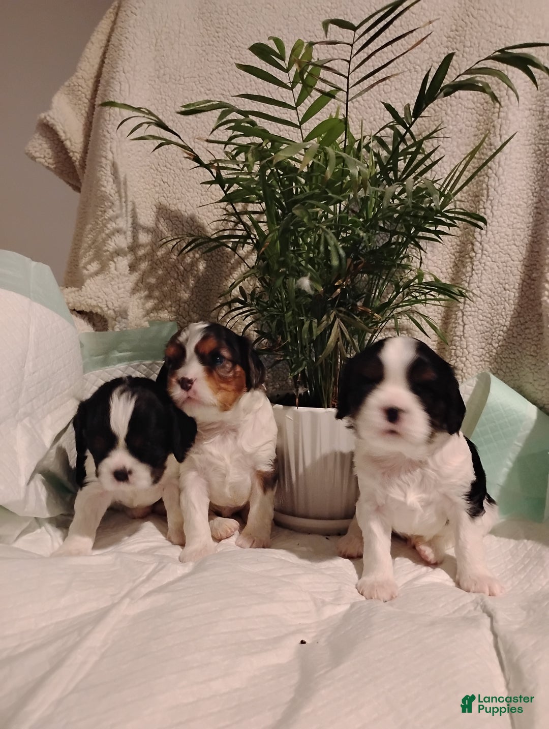 Cavalier King Charles Spaniel dogs for sale: Rhoda -Cavalier King Charles Spaniel Puppy 3 - Ad 7