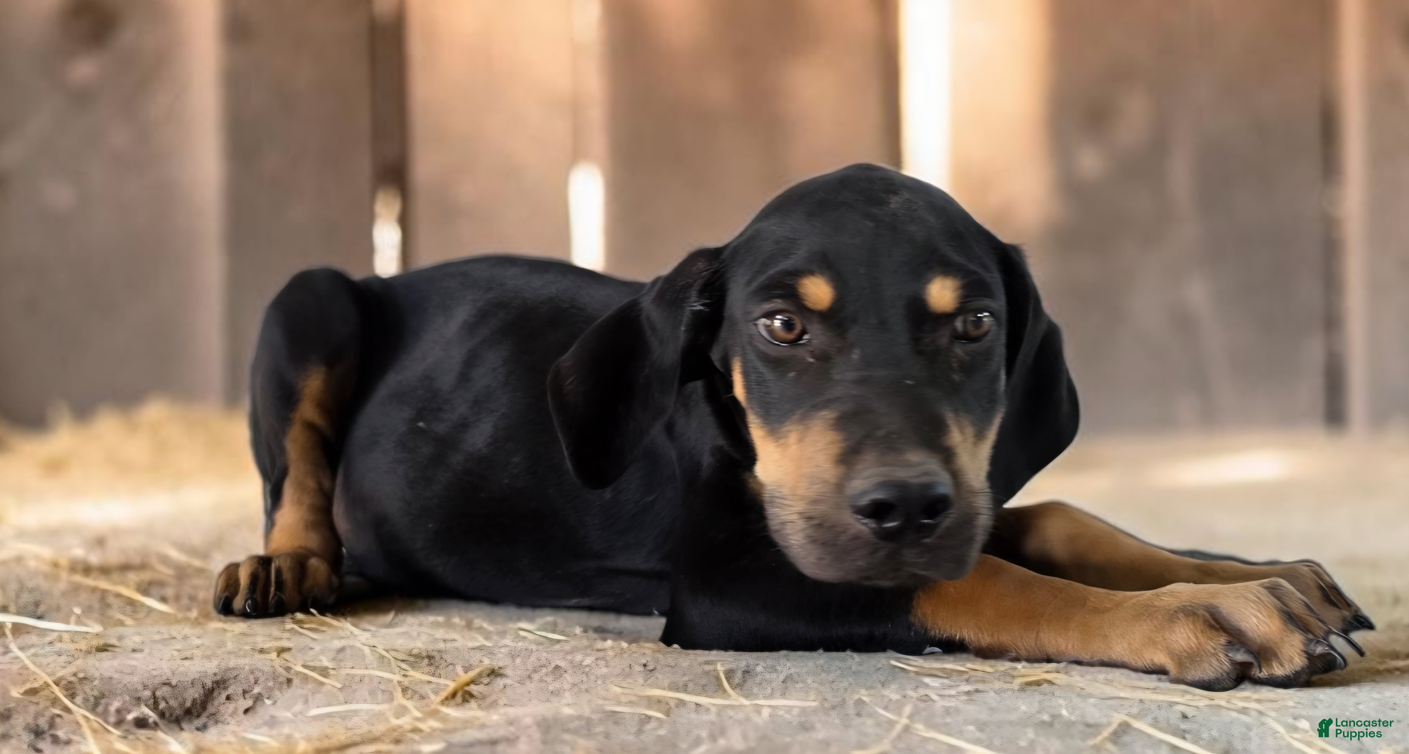 Catahoula Leopard Dog dogs MS 2026 Male 3 - Ad 9