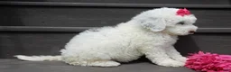 Sheepadoodle dogs for sale: Roxy-MEDIUM - Ad 6