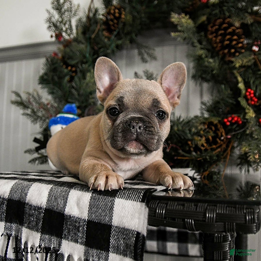 French Bulldog dogs for sale: Dolly - Ad 2