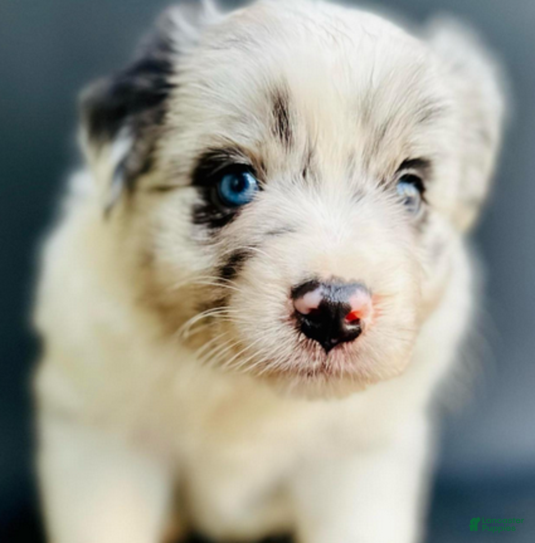 Mixed Breed dogs for sale: Cody - Ad 2