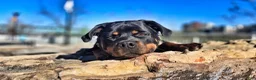 Rottweiler dogs for sale: Rottweiler 2 - Ad 17
