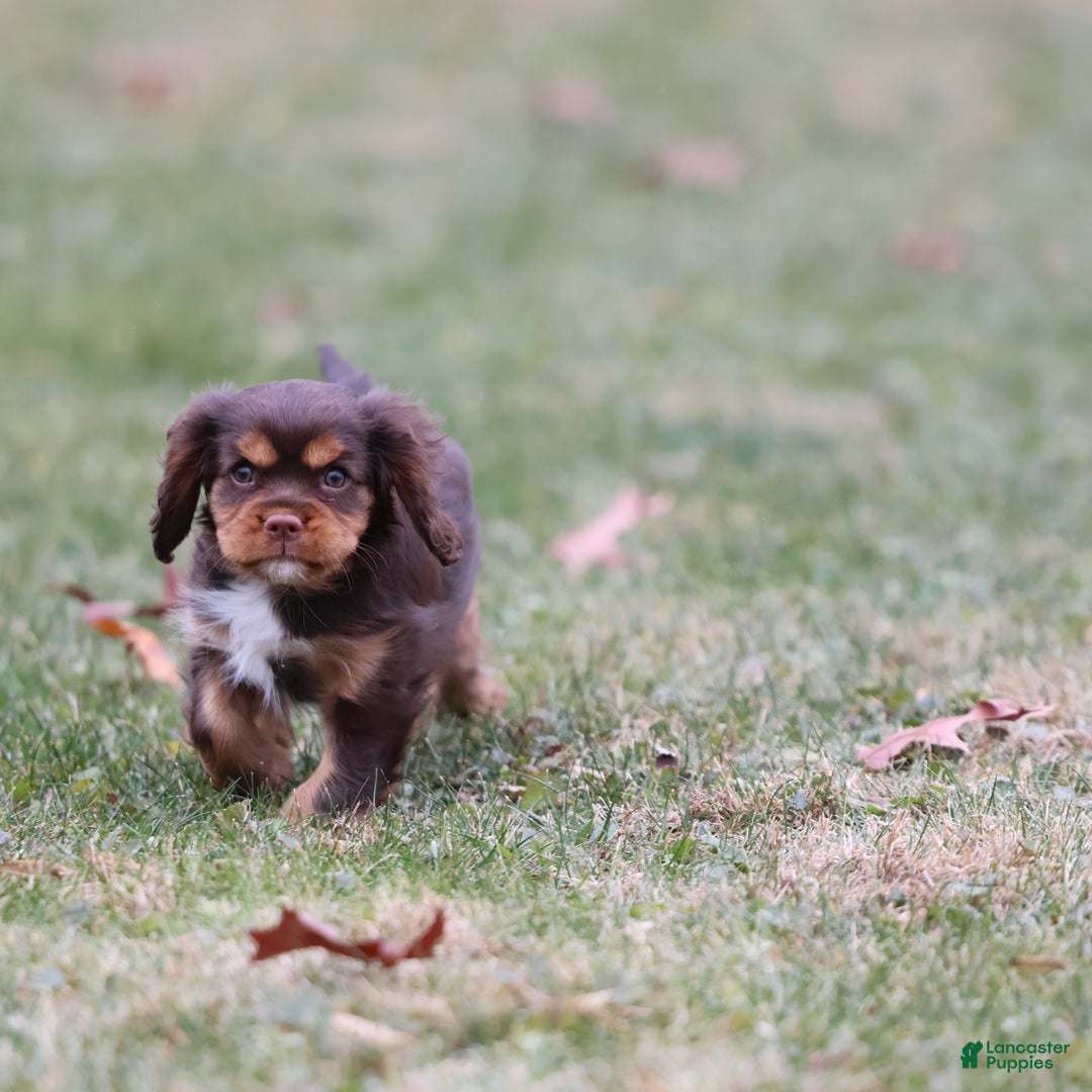 Cavalier King Charles Spaniel dogs for sale: Butterfinger - Ad 3