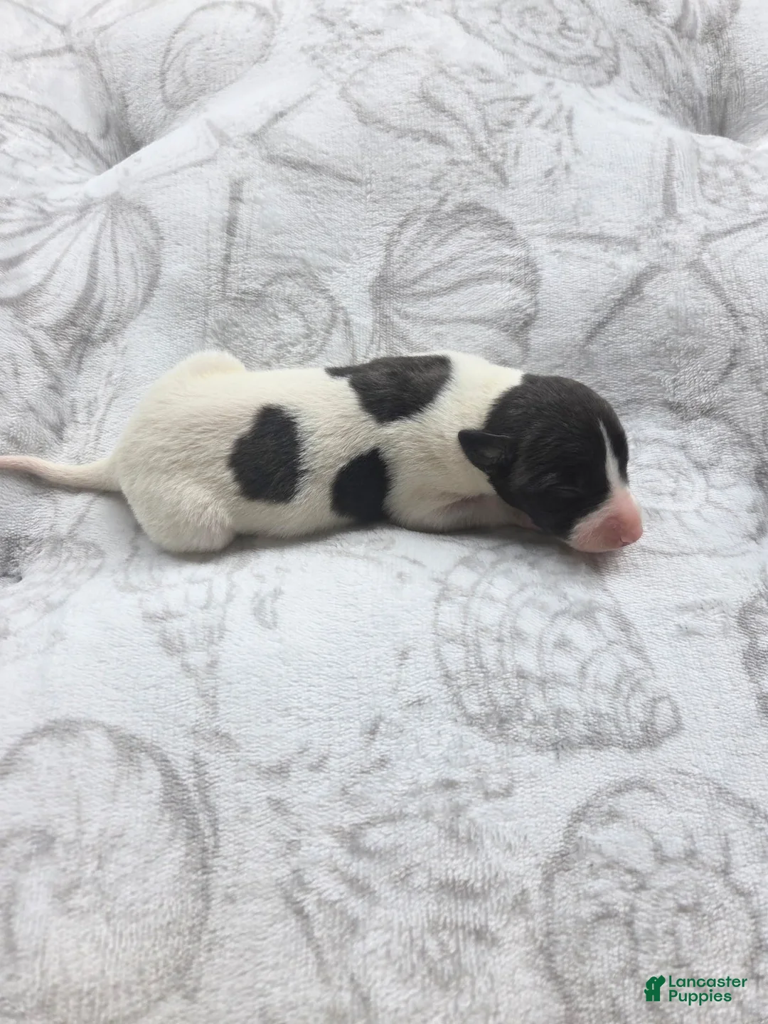 Whippet dogs for sale: Girl 3 - Ad 3