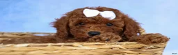 Cavapoo dogs for sale: TASHA - Ad 6