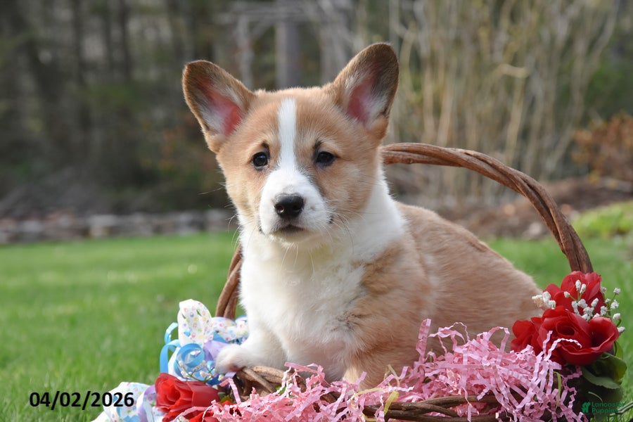 Welsh Corgi Pembroke dogs Brent - Ad 1