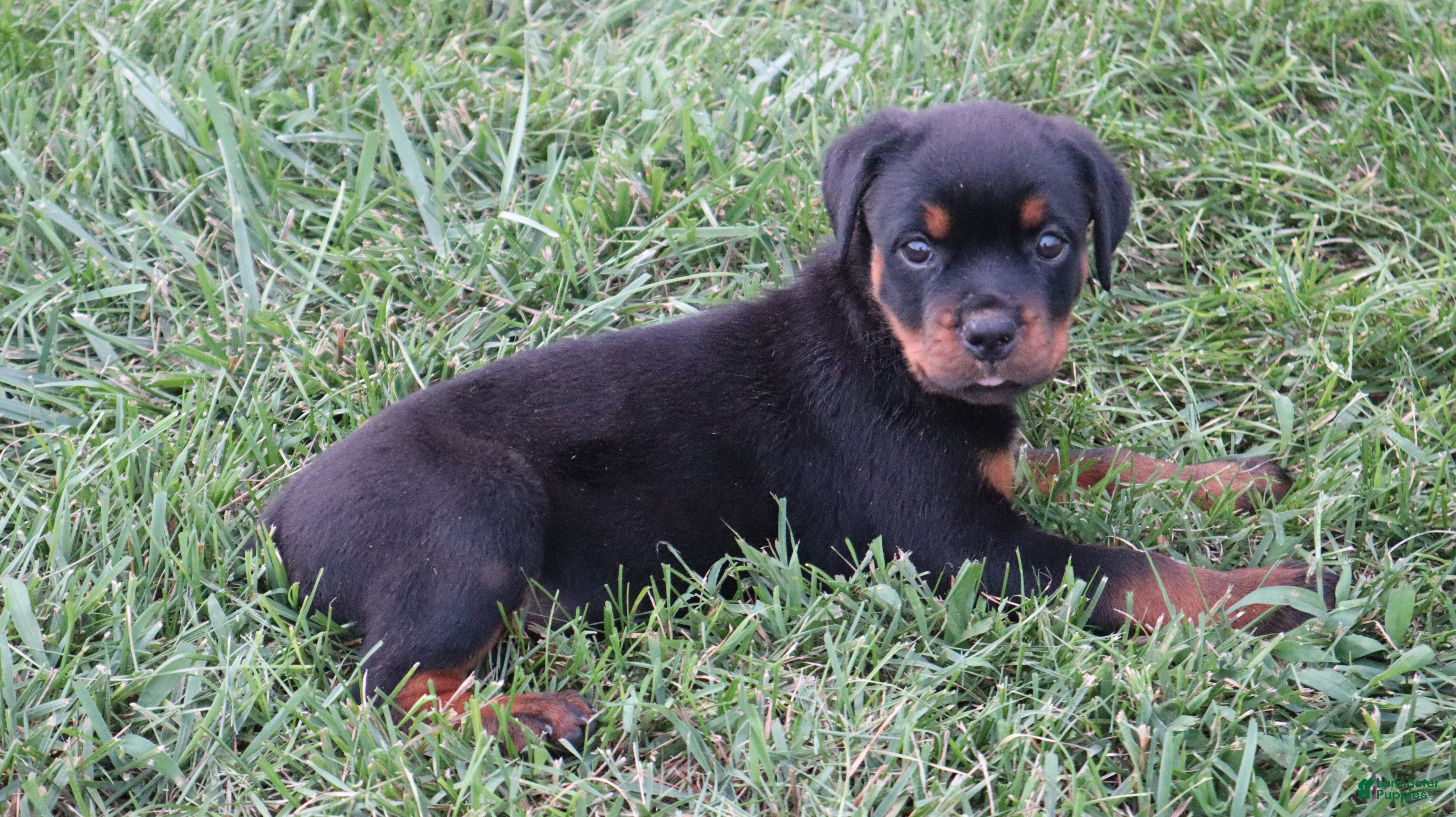 Rottweiler dogs Bell - Ad 2