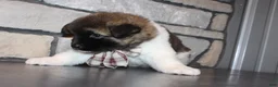 Akita dogs for sale: AKC Teddy - Ad 8