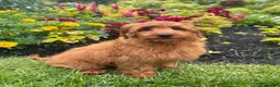 Mini Goldendoodle dogs for sale: Lola - Ad 8