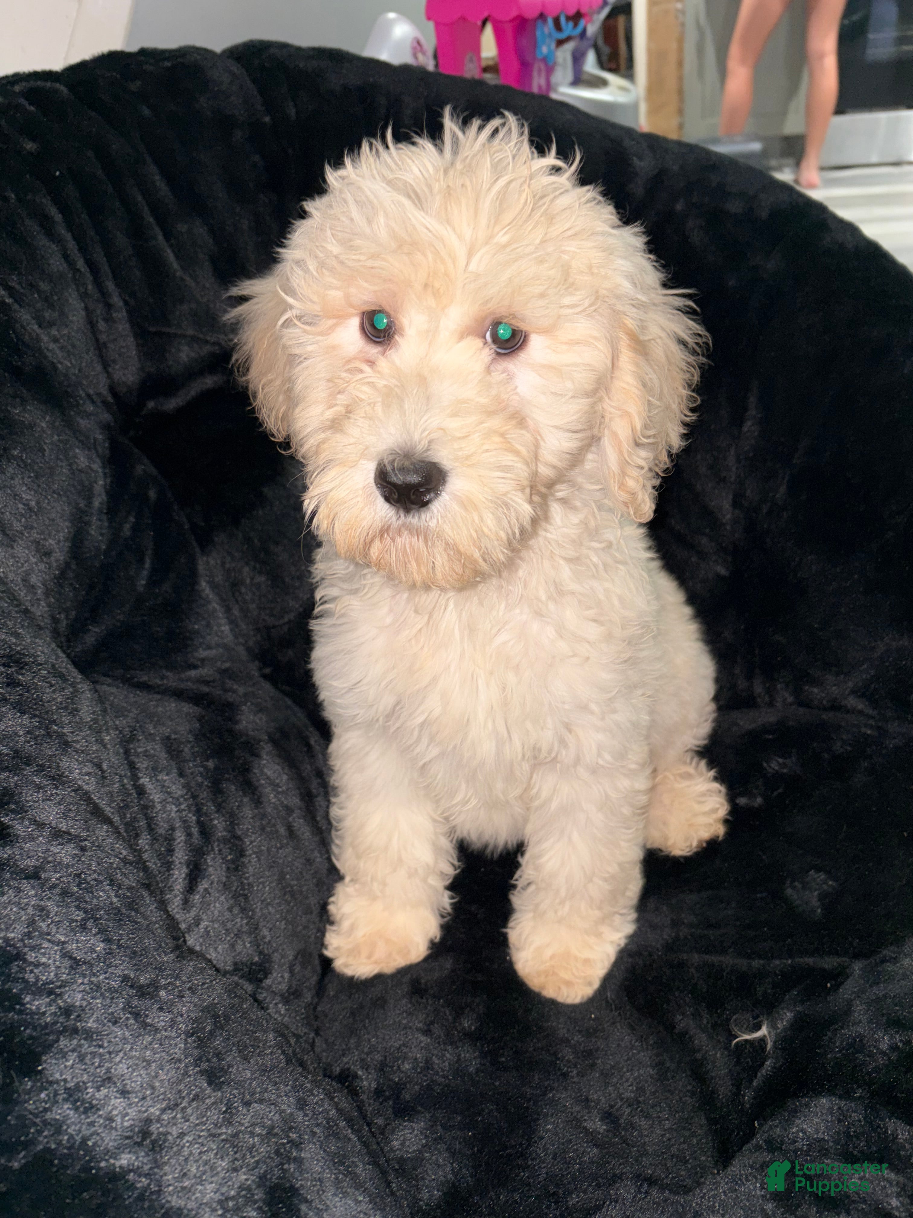 Standard Poodle dogs Standard Poodle 2 - Ad 1