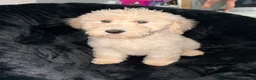Standard Poodle dogs for sale: Standard Poodle 2 - Ad 1