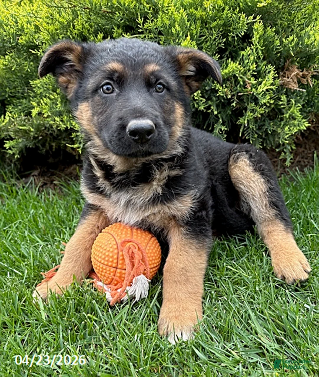 German Shepherd dogs for sale: Samson - Ad 2