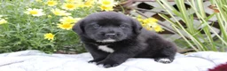Labrador Retriever dogs for sale: Charlie - Ad 3