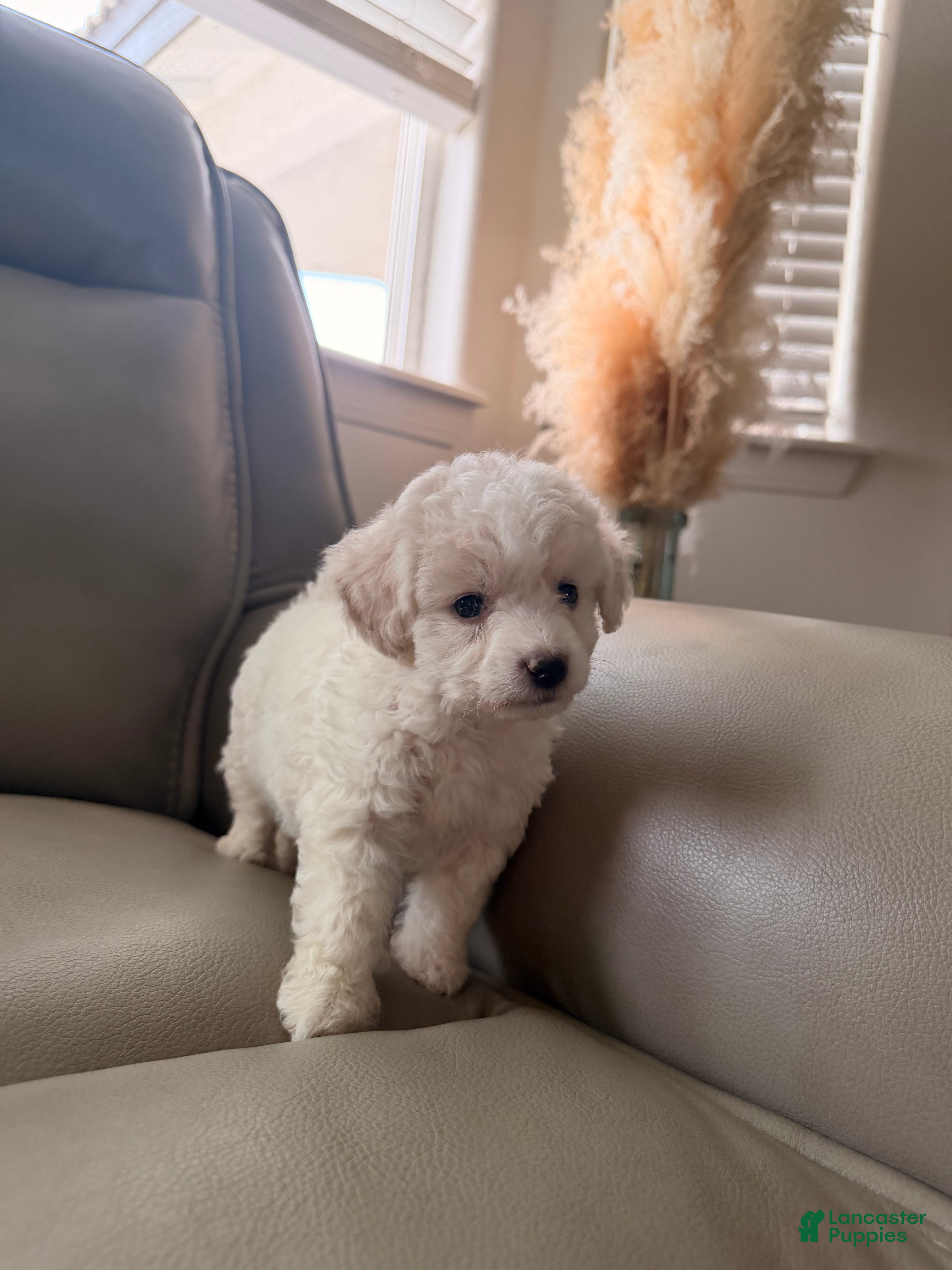 Maltipoo dogs Maltipoo 1 - Ad 14