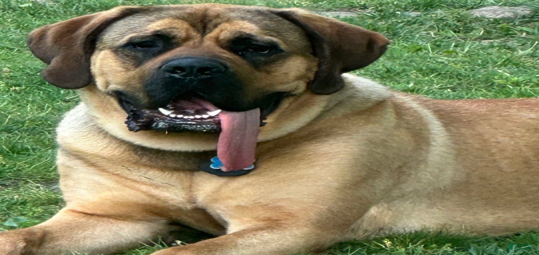 Gallery Image {{count}}